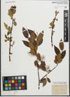 Foto von Salix pentandra L.